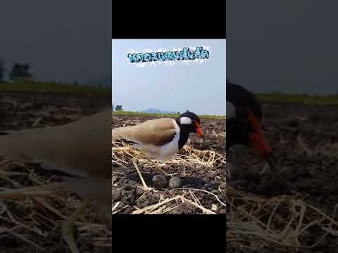 นกกระแตแต้แว้ดฟักไข่หายาก#ชาวนา#เครื่องรางของขลัง