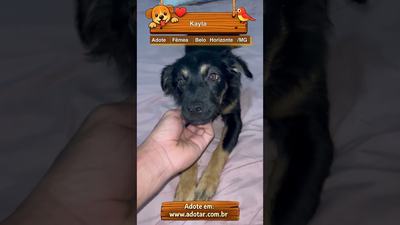 Cachorro raça SRD-ViraLata idade 2 a 6 meses nome Kayla