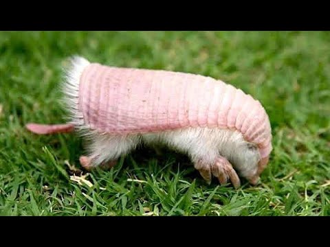 5 Fun Facts About The Pink Fairy Armadillo