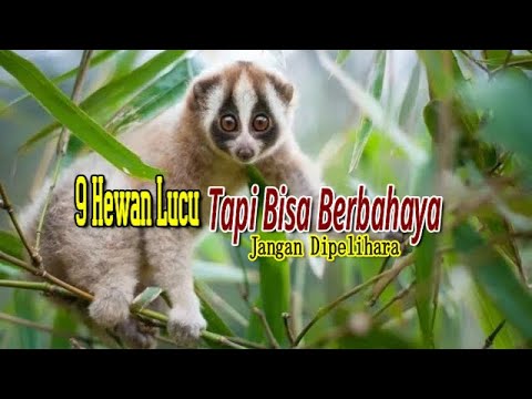 , title : '9 Hewan Lucu tapi Bisa Berbahaya, Jangan Dipelihara'