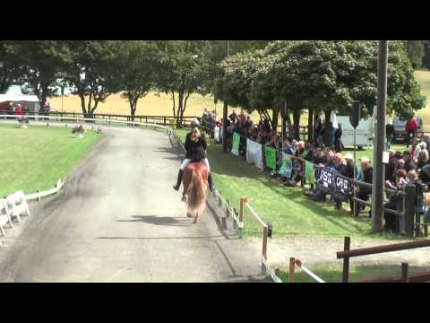 Tígull vom Kronshof, DIM11V1