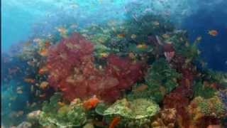 Rick Wakeman - Sea Horses