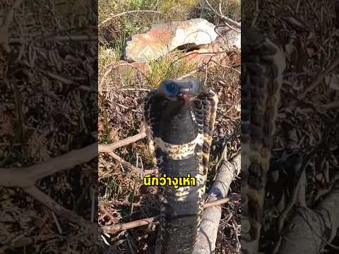 นี่ไม่ใช่งูเห่า? เห็นมันนอนตาย... อย่าเข้าไปจับ! (Rinkhals)