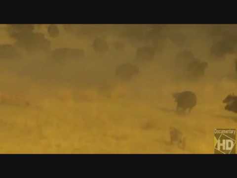 bUFFALOS OWN LIONS, BUFFALOS WIN.