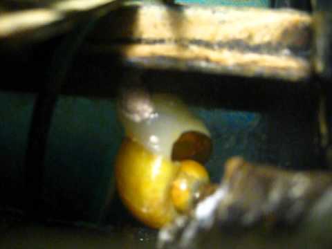 Golden Apple Snail Laying Eggs