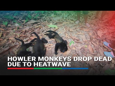 Mexico's howler monkeys dropping dead in fierce heatwave