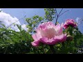 Phil Coulter-The Flight Of The Earls (연주곡)