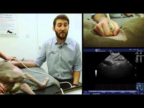 IMV imaging Small Animal Advanced Abdominal Ultrasound Video 6 – Jejunal Lymph Nodes