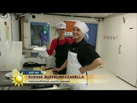 Buffelmozzarella - världens mest tekniskt krävande ost! - Nyhetsmorgon (TV4)