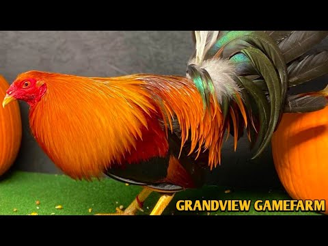 Perfection Sweater Yellow leg hatch - GRANDVIEW FARM