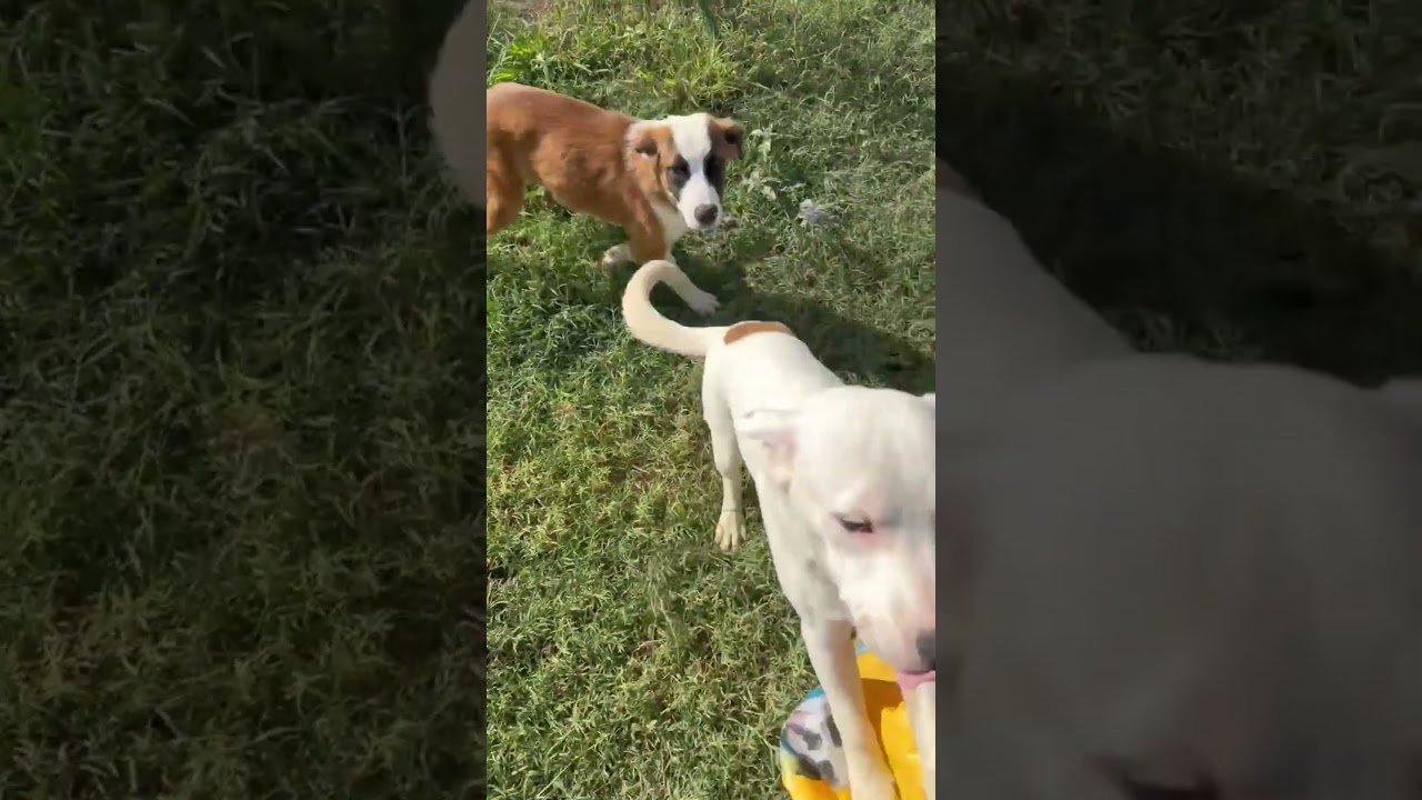 Enlarge Truffles, a Adoptable mixed breed in Sharon, CT video 3/5