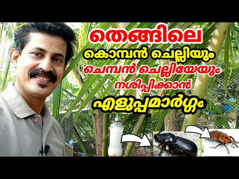 How to kill the Koban Chelli and protection coconutTree/തെങ്ങിലെ കൊമ്പൻ ചെല്ലിയെഎങ്ങനെ നശിപ്പിക്കാം
