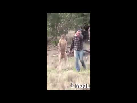 Kengur vs Pas parodija