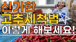 고추 세척과정 세척기가 없으면 이렇게 해보세요 - 고추재배 고추농사 Red pepper wash