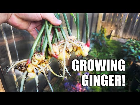 How To Grow An Onion From An Onion Bottom 2019