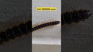 Download lagu kaki 10000000 serem #instrumental #music #ringtone #piano #beats #serem #fyp #shorts #funny mp3 Download lagu kaki 10000000 serem #instrumental #music #ringtone #piano #beats #serem #fyp #shorts #funny mp3