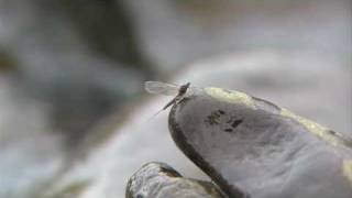 preview picture of video 'Bushkill Creek mayfly'