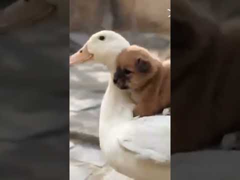 A dog with a swan🦢😻 vs a dog with a hedgehog 🦔😼 #shorts #cute #dog  #cool
