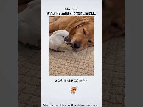 앵무새가 리트리버의 수염을 건드리면 생기는 일