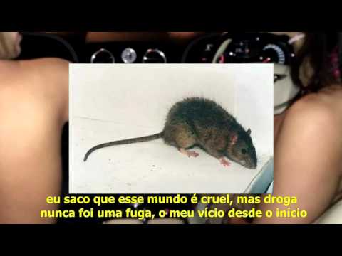 DOIS AS - $UJEITA (Prod.Thedozze) [2º ATO FALSO SENTIMENTO] - RAT0$!NATRA