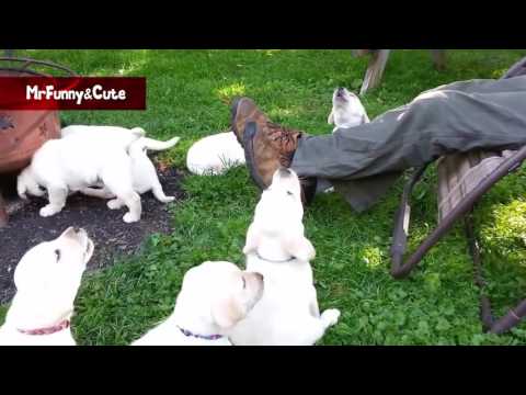 Top 10 Cutest Puppies Ever Compilation NEW HD