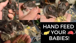 3 baby feeder rats saved last week - hand taming them with food here