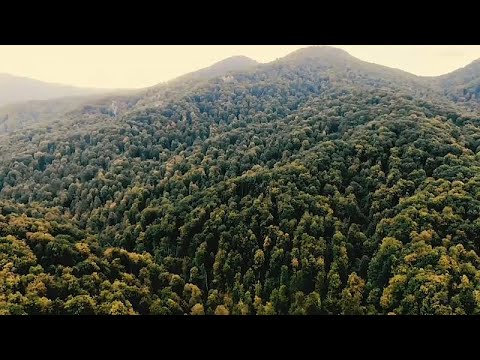 Urwälder in der Ukraine - Das Geheimnis der Karpaten