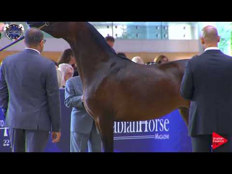 N 26 EPIRA OF SINUS   European Championship 2019   Yearling Fillies Class 3B