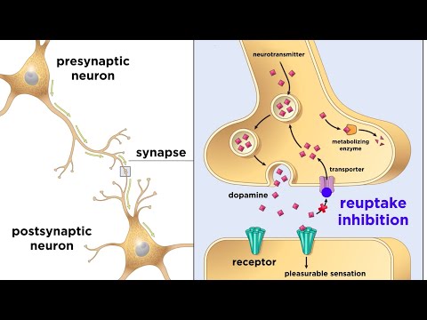 Drug Addiction and the Brain