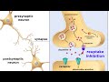 Drug Addiction And The Brain