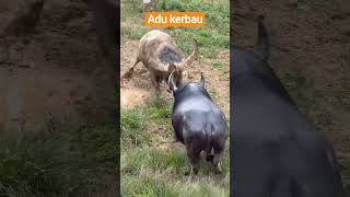 Download lagu adu kerbau #petarung #kerbauunik #torajaunik #torajautara #torajaculture #adukerbau #tedongsilaga mp3
