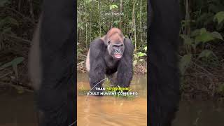 Download lagu How Strong Is A Gorilla? mp3 Download lagu How Strong Is A Gorilla? mp3