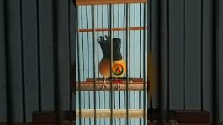Download lagu MURAI BORNEO NEMBAK LOVEBIRD mp3