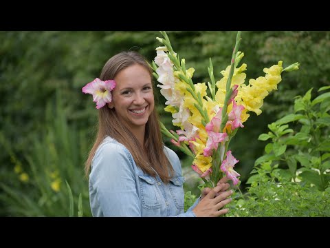 How to grow and harvest Gladiolus // Northlawn Flower Farms