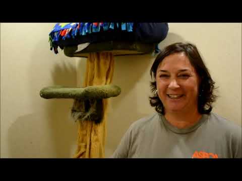 KITTY BITTY CROSS COUNTRY STOWAWAY CAT HEADING HOME THANKS TO THE ASPCA 12 21 2017