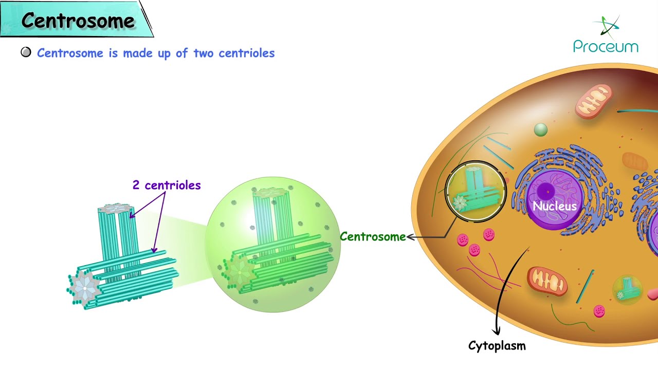 Centrosome and centrioles - #USMLE Cell physiology Animations