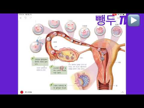 4-2-2 수정란이 변하면