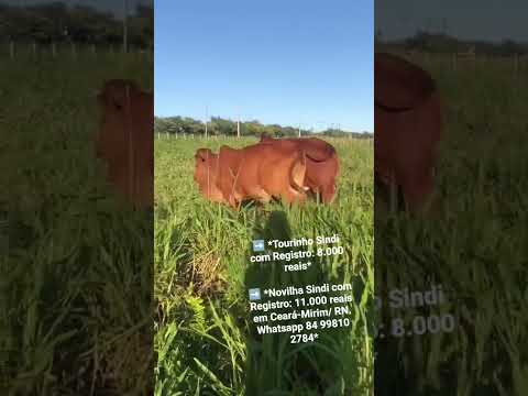 Sindi com Registro: 8.000, Novilha Sindi com Registro: 11.000 reais em Ceará-Mirim/RN.84 99810 2784*