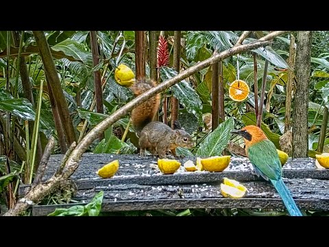 All Around The Panama Fruit Feeder, The Motmot Chased The Squirrel – Dec. 1, 2021