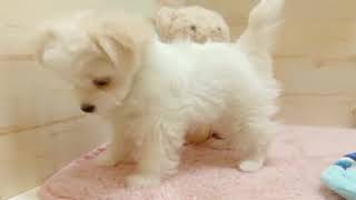 ハーフ犬の動画01