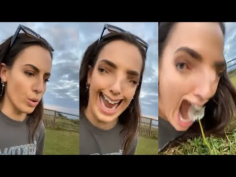 Oh look a dandelion! meme (original HD)