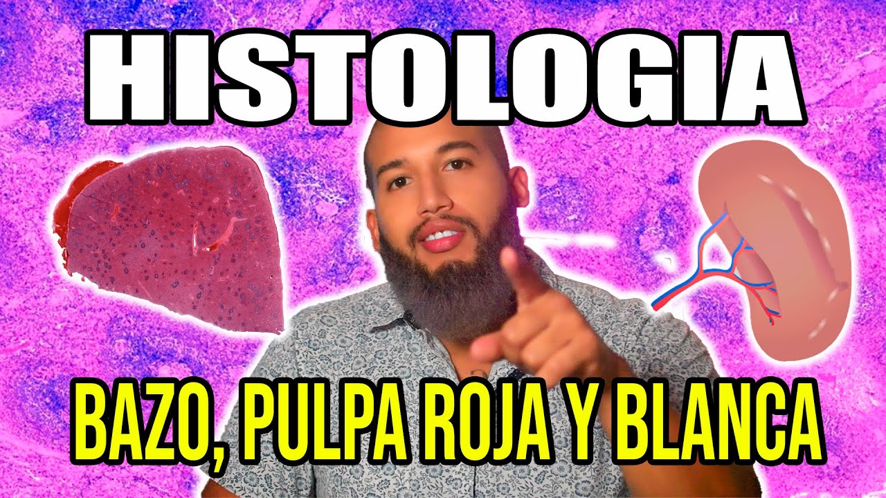 HISTOLOGÍA - Bazo (Pulpa roja y Blanca, Funciones, Inmunidad y Circulación Esplénica)