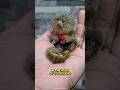 Pygmy Marmoset | The Smallest Monkey On Earth