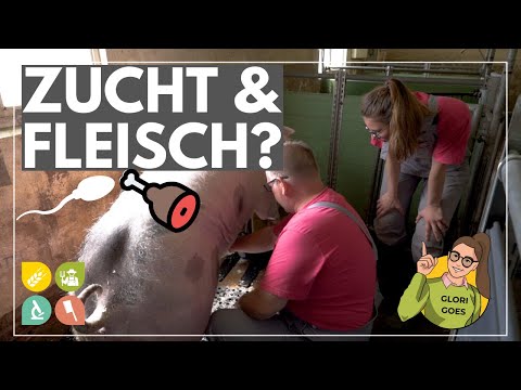 Glori goes Schweinezucht | Hab ich einen Einfluss als Fleischkonsument?