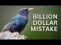 #111 - Beautiful Invaders: How 200 Birds Became America's Billion-Dollar Problem