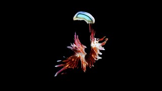 Songtext von Sub Focus feat. Hayla - I Found You Text Musik-video-Miniaturansicht