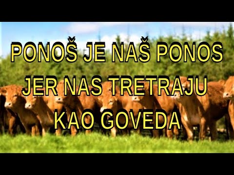 PONOŠ JE NAŠ PONOS JER NAS TRETIRAJU KAO GOVEDA