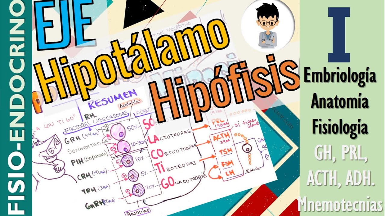 EJE HIPOTALAMO HIPOFISIS, HORMONA DE CRECIMIENTO, PROLACTINA, ADH, OXITOCINA |Fisio-Endocrino|1