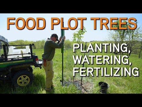 Planting Fruit Trees For Deer Food Plots