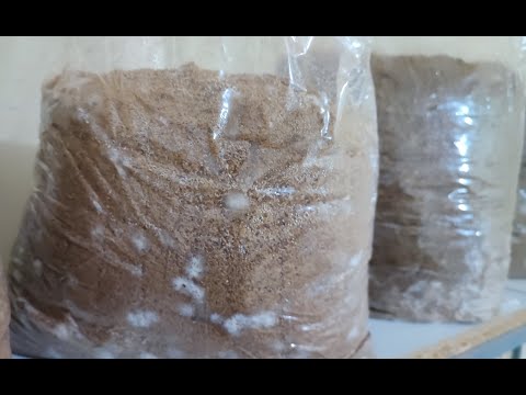 Kako spremiti substrat od peleta za uzgoj gljiva - Treča epizoda